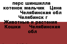 перс-шиншилла  котенок мальчик › Цена ­ 5 000 - Челябинская обл., Челябинск г. Животные и растения » Кошки   . Челябинская обл.